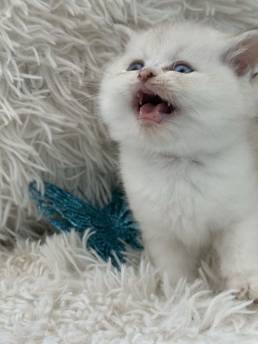 Macho scottish stright