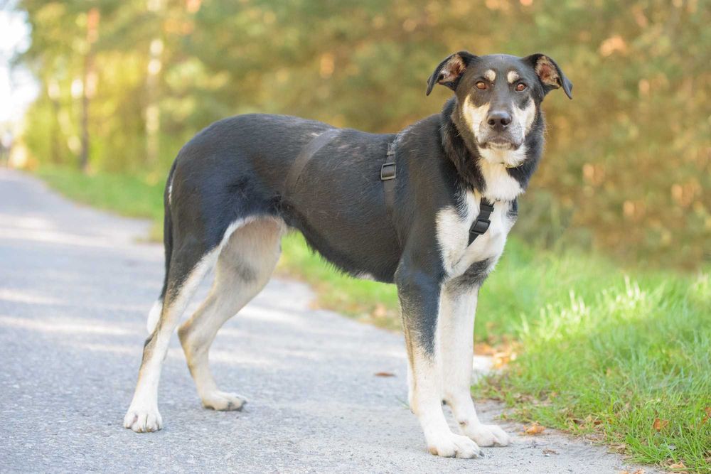 DEZRA - młodziutka, spora, trochę nieśmiała dziewczyna