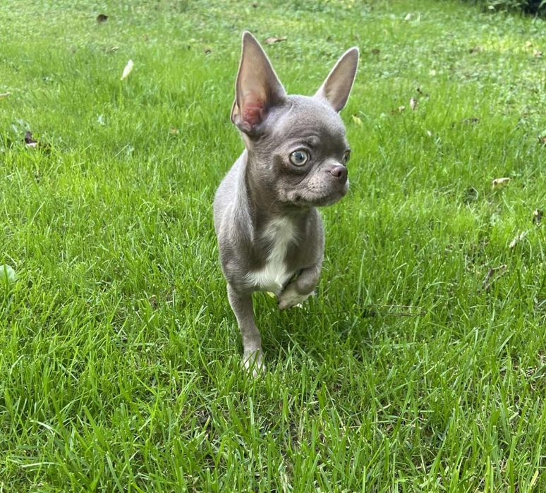**TIMON**CUDNY liliowo srebrny chłopczyk chihuahua dla konesera rasy**