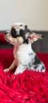 Unikatowy merle chihuahua
