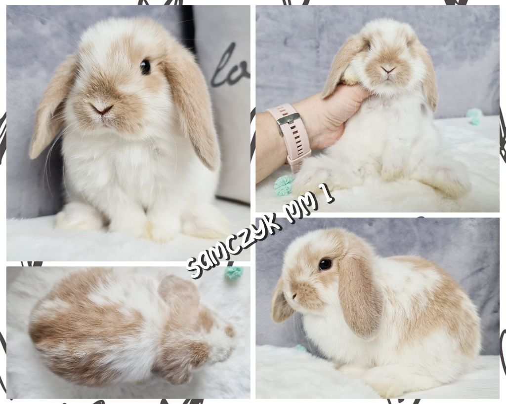 Mini lop królik króliczek miniaturka hodowla czip