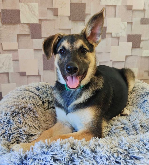 Цуценята  метиси вівчарки безкоштовно