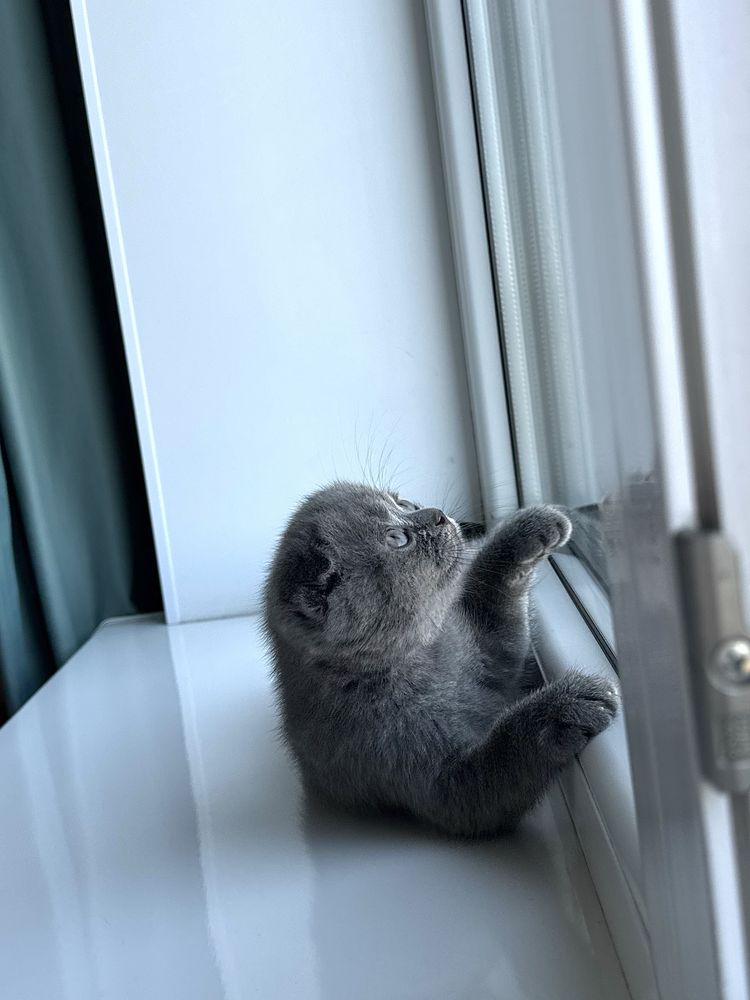 Шотландские вислоушки