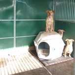 Cachorros de 7 meses para adoção responsável