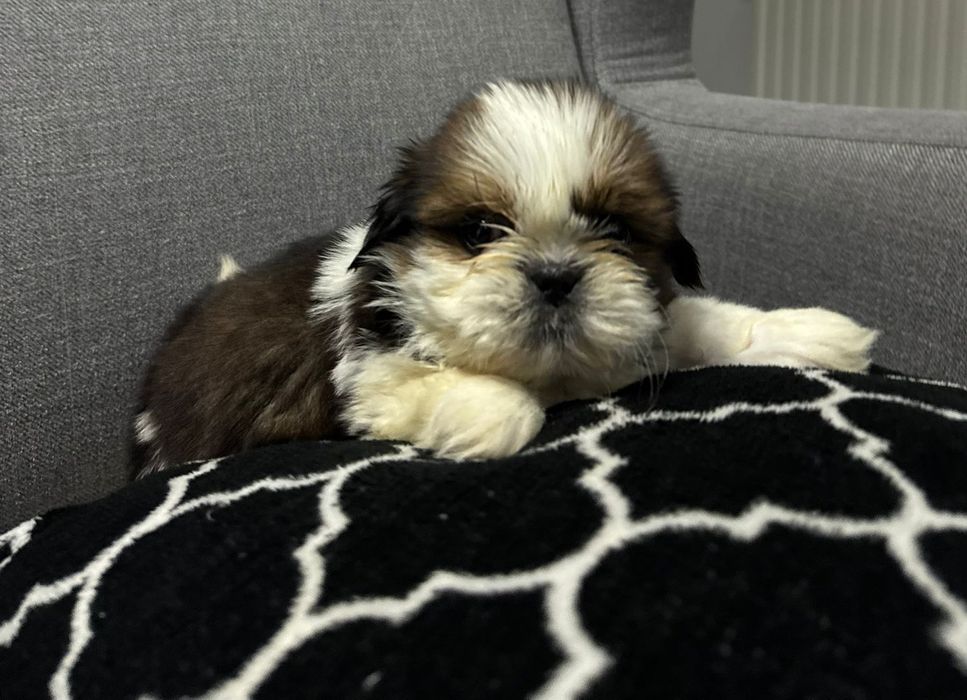 Szczeniak Piesek SHIH TZU