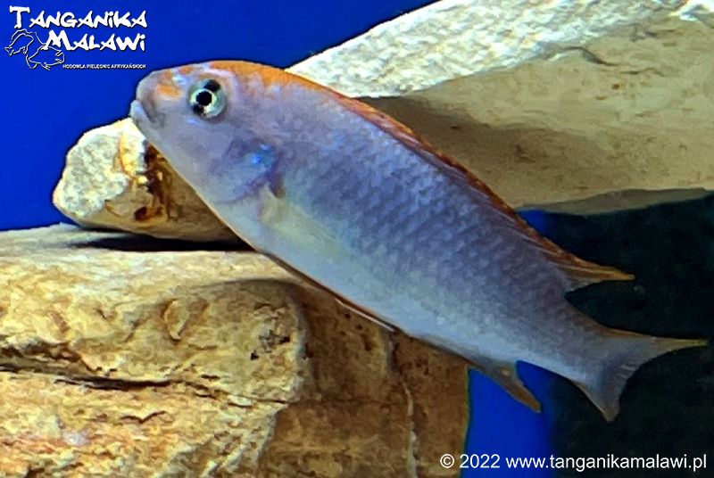 Pseudotropheus sp. „red top ndumbi” Ndumbi TanganikaMalawi