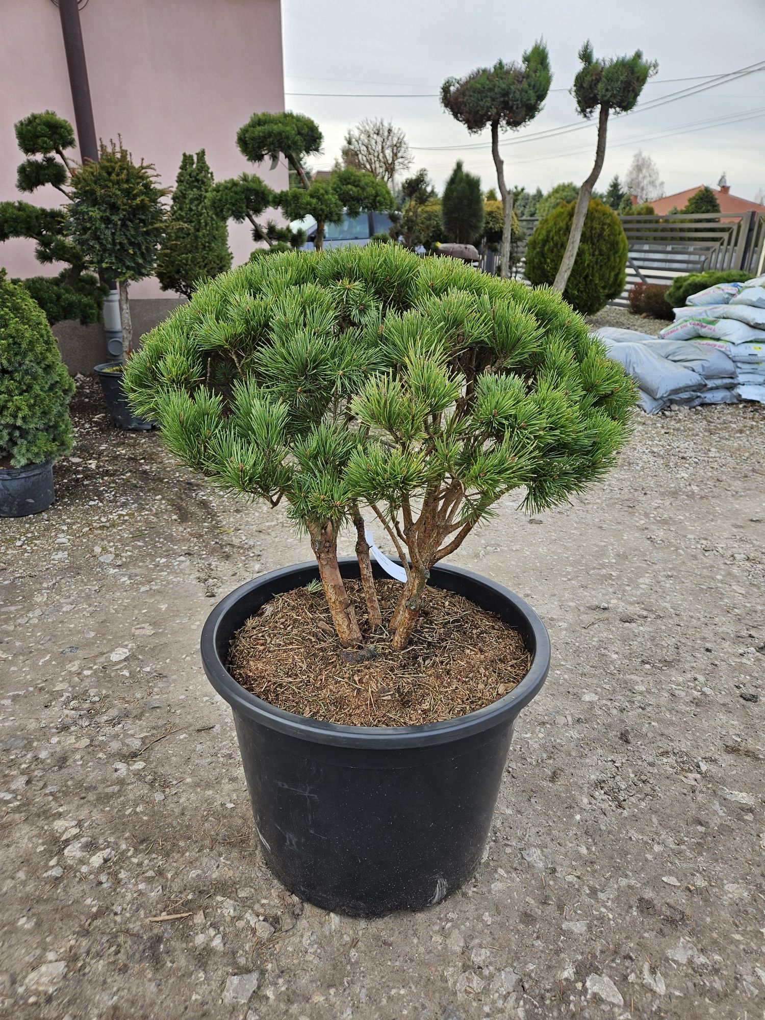 Sosna Watereri bonsai