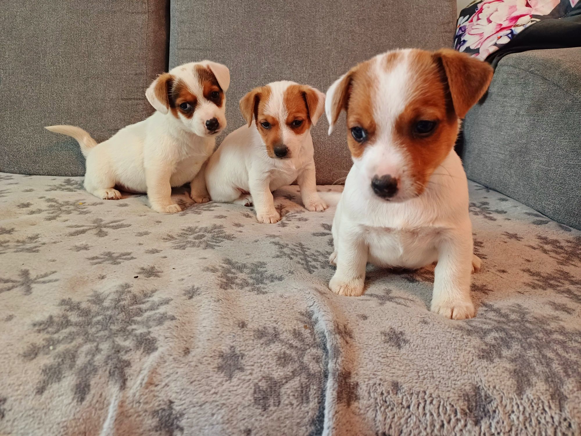 Piesek Jack Russell Terier