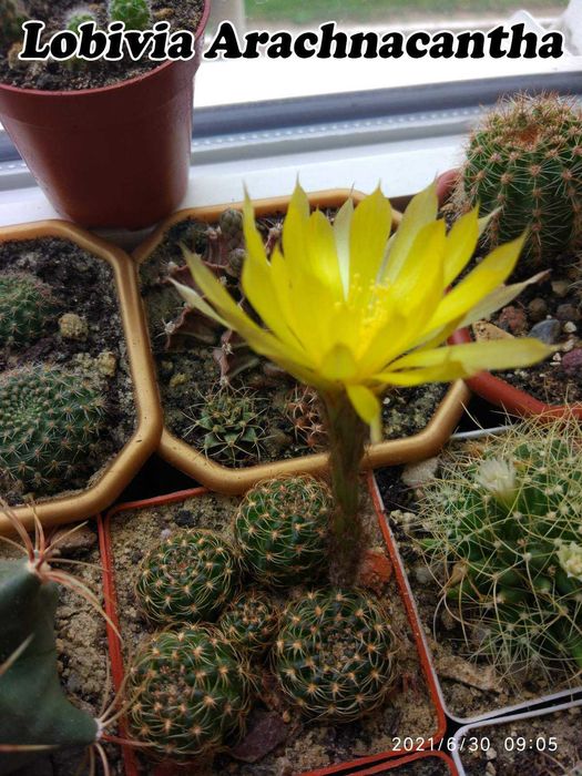 Кактус Лобівія  10- видів 25-35грв( дітки дешево)