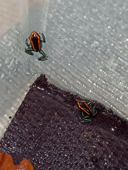 Żabki Phyllobates vittatus 6+1 GRATIS dendrobates wysyłka