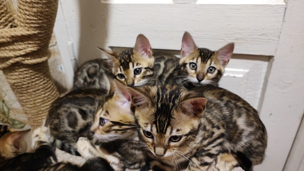 Бенгальські кошенята. Офіційний Розплідник.