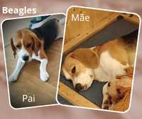 Animais de estimação beagles