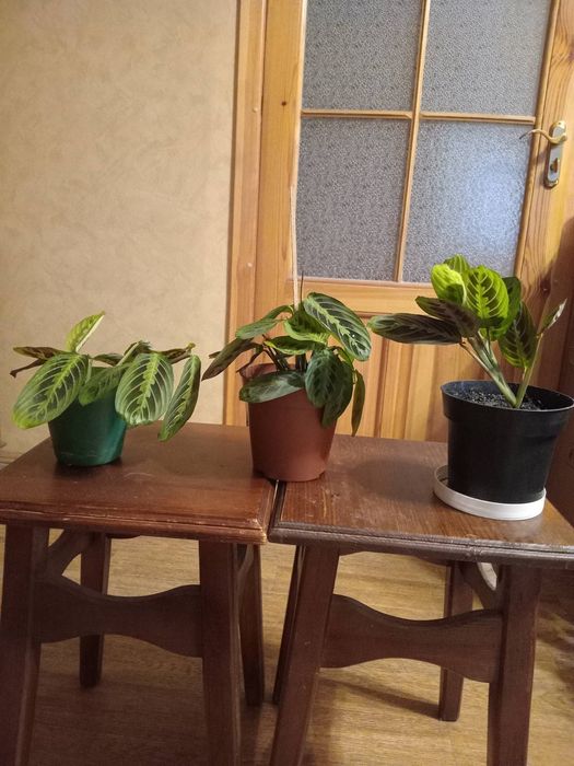 Маранта триколор,  алоэ лечебный, удобрение для цветов.