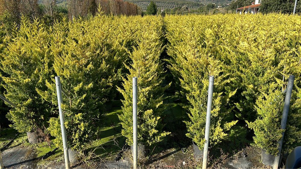 Продам кипарис Голд райдер