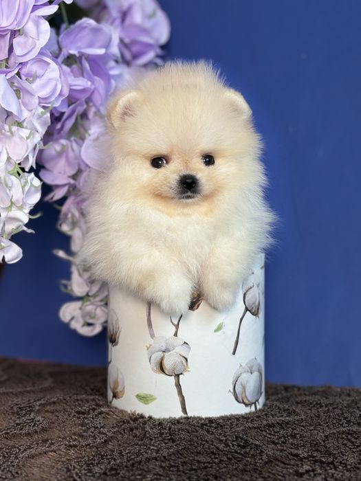 дівчинка шоу классу тип ведмедик