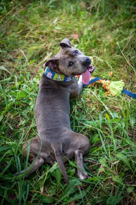 Sunia amstaff Lara do dobrego domu