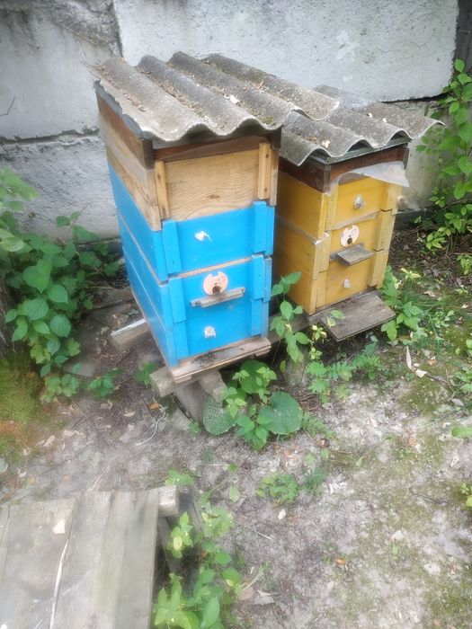 Продам пасіку бджолосімї з вуликами(рогаті)