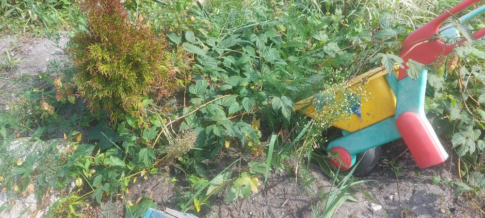 Chmiel na Szybki ŻYWOPŁOT Sadzonka Humulus Lupulus