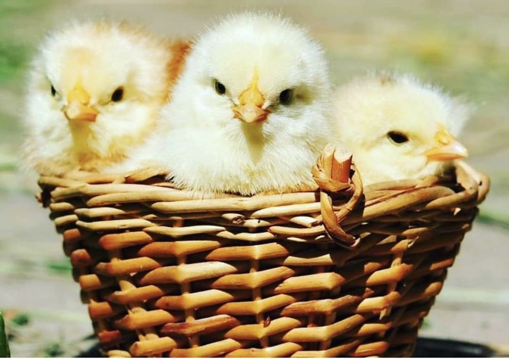 Добові курчата бройлер