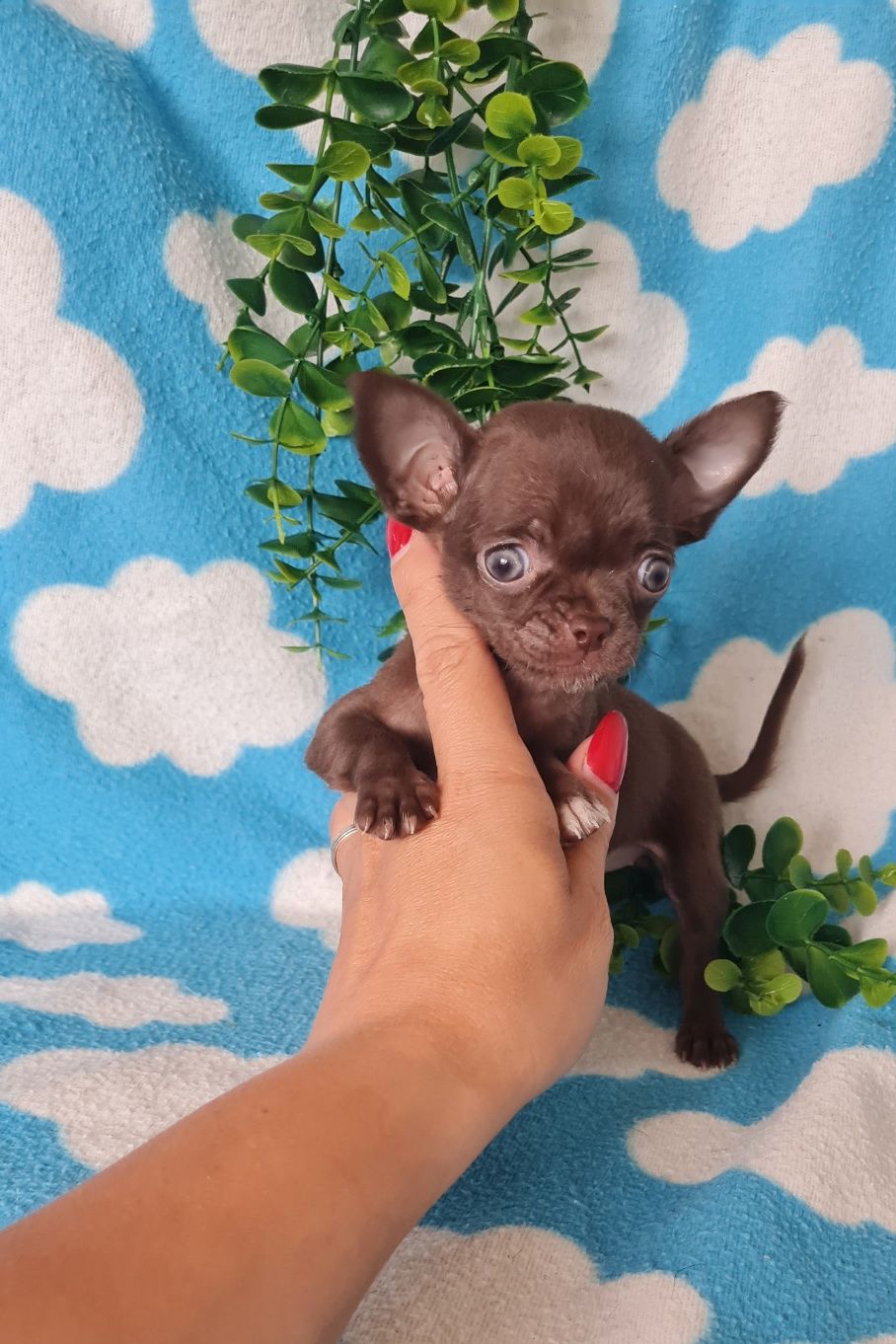Bonequinha mini chocolate Chihuahua/Chiuaua. LinhagemRussa