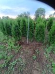 Tuja Columna nie szmaragd 180 cm