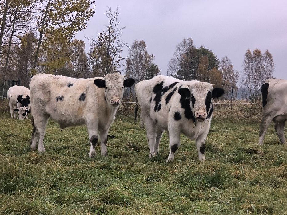 Byczki rasa belgijsko błękitno biala