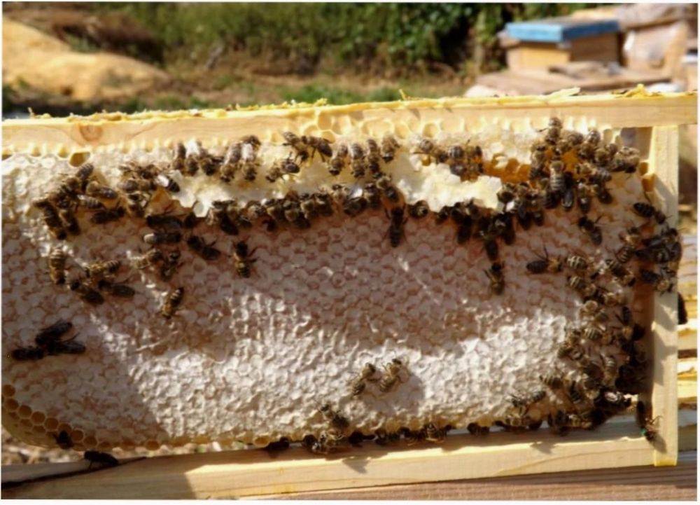 Бджоломатки Карніка (Краінка)Пернер C 17 >F1. Пчеломатки. матка