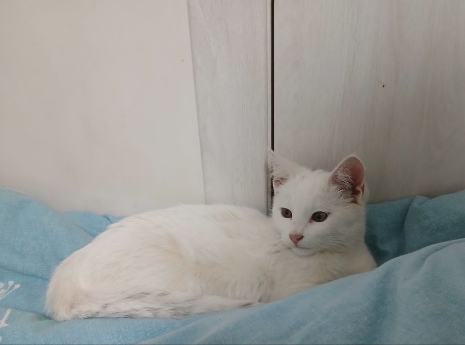 Кошеня (кіт) безкоштовно!