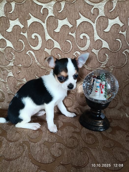 Девочка триколор