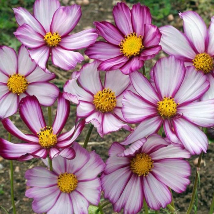 Onętek „Kosmos” PICOTEE (Cosmos Bipinnatus) nasiona 50 sztuk
