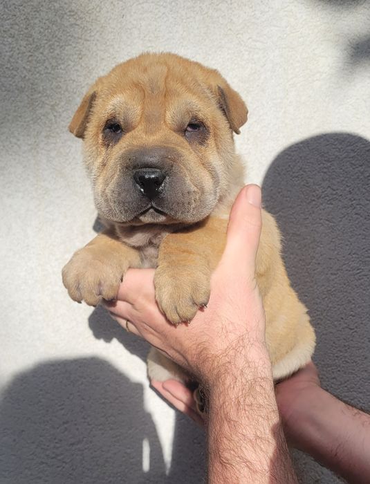Cachorrinho sharpei bebé