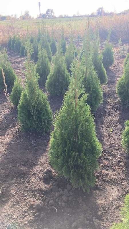 Туя смарагд (голд), Thuja occidentalis 'Smaragd'.