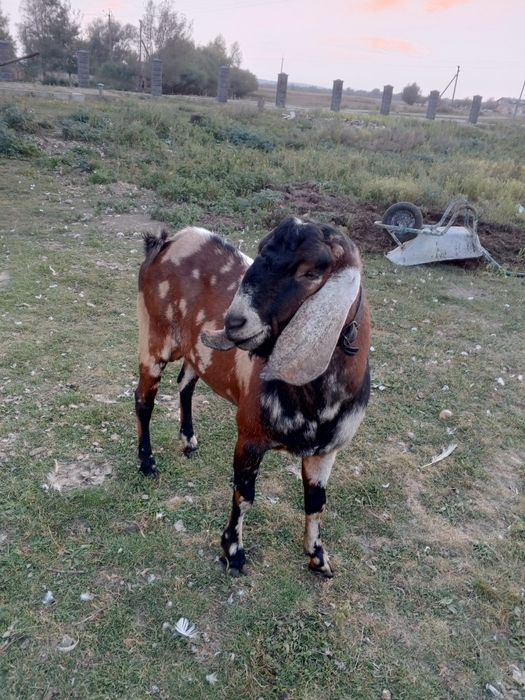 В'язка кіз. Цапок англо-нубієць