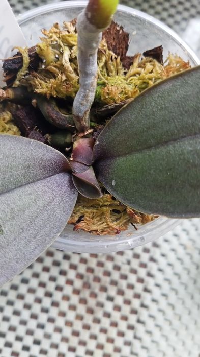 Орхідея  Antares