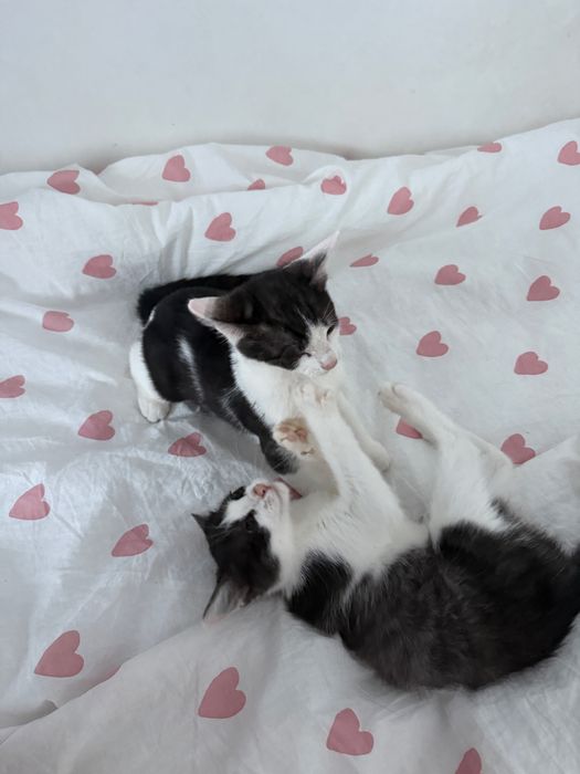 Oddam kotki w dobre rece