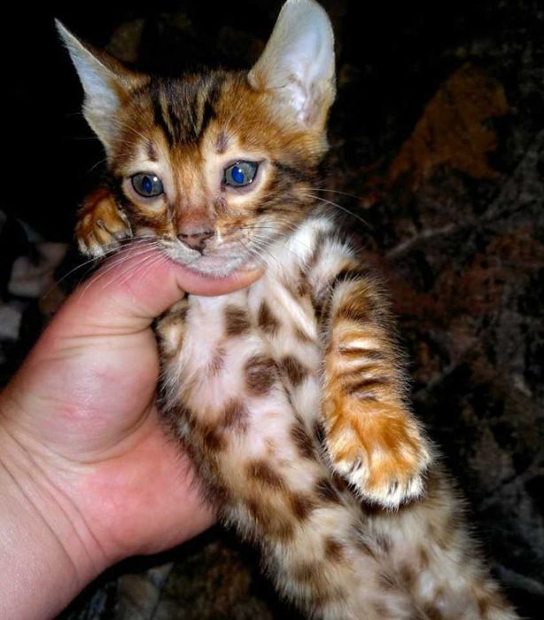 Торг є! Бенгальський хлопчик в золотому BENn24