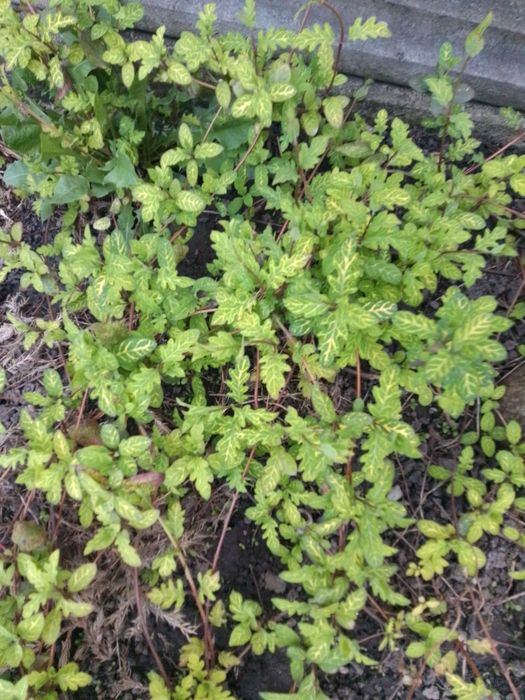 Продам саженцны самшита и японской жимолости вариагата