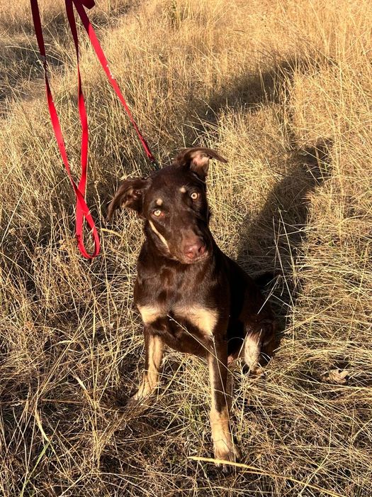 Отдам даром в добрые руки собаку