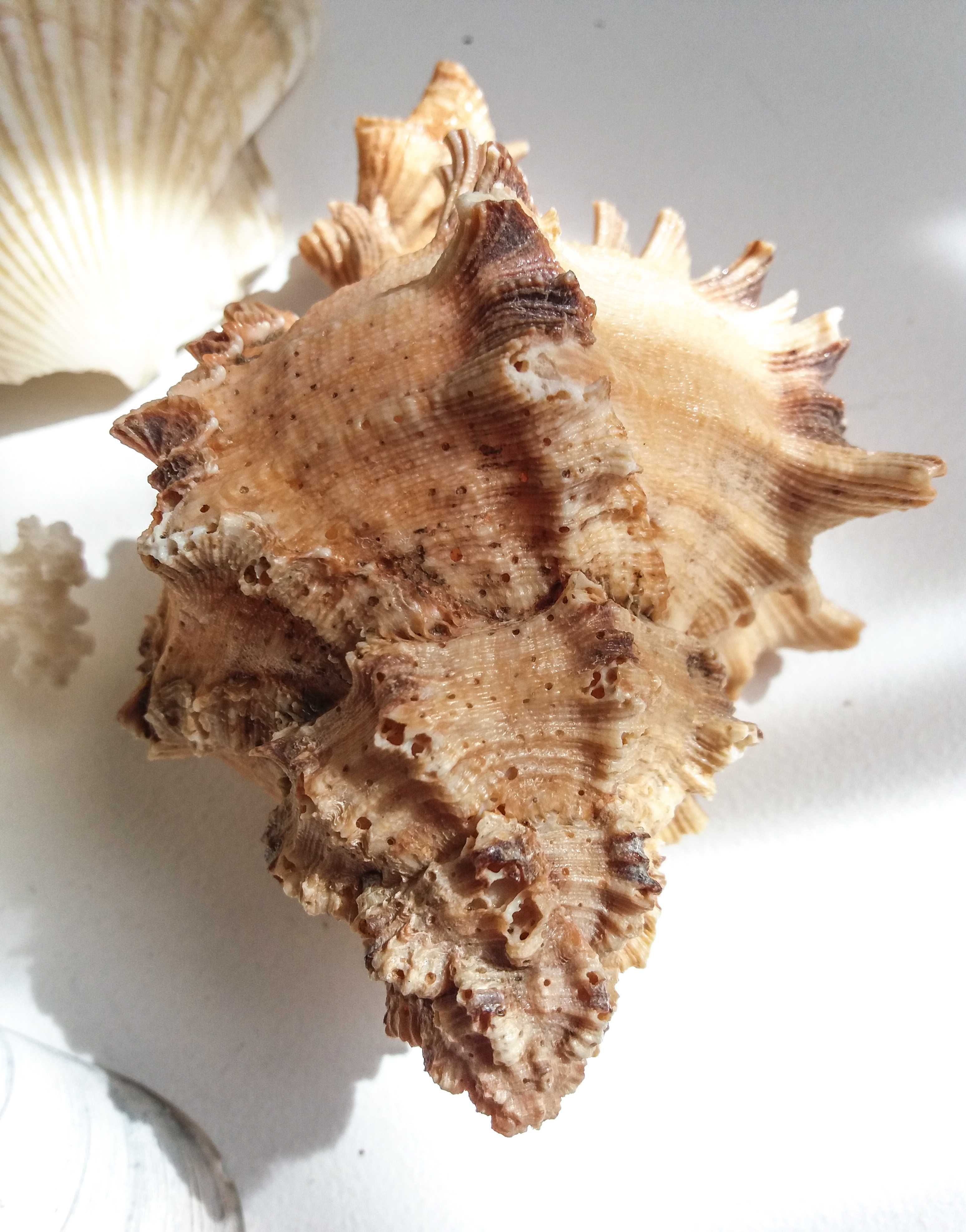 Коллекция морских раковин, коралл