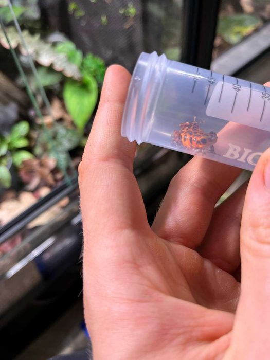 Oophaga pumilio bastimentos