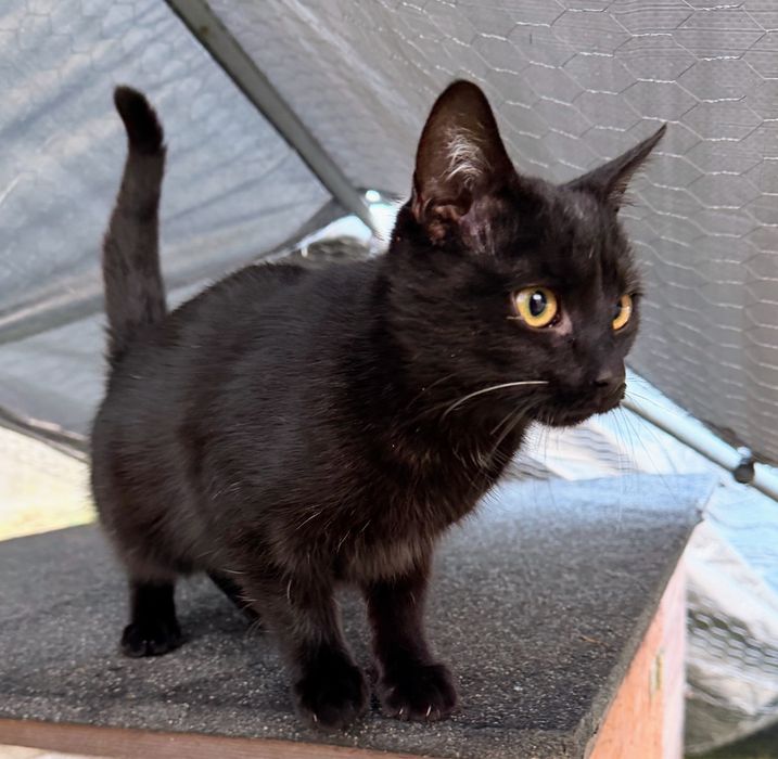 Czarny kotek – oddam za darmo