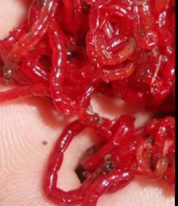 Мотыль круглый год, кормовой мотыль опарыш пинка