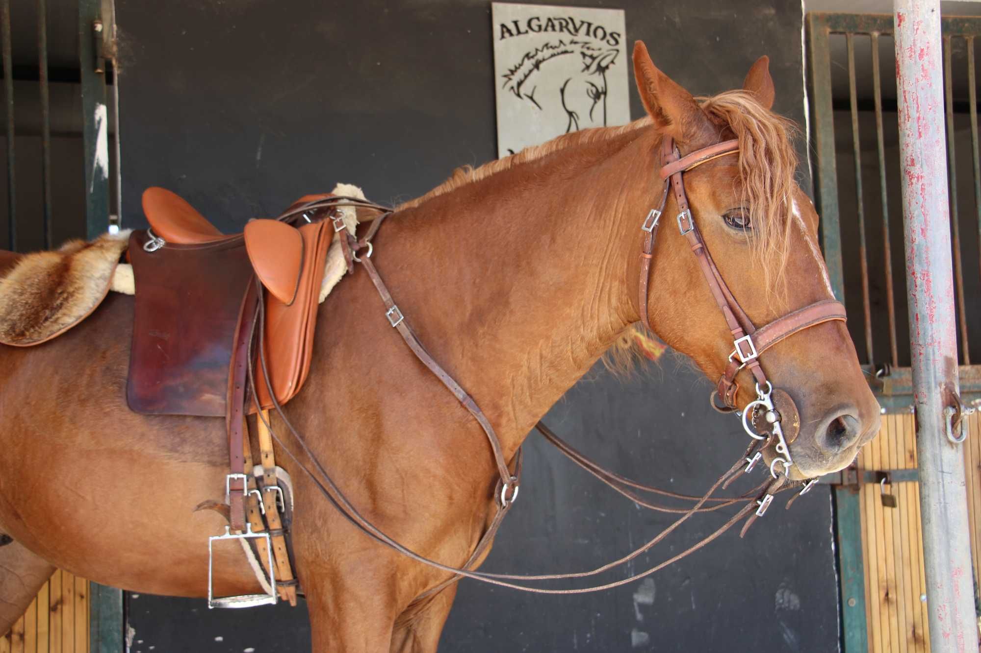 Jovem cruzado Lusitano com excelentes andamentos e temperamento dócil