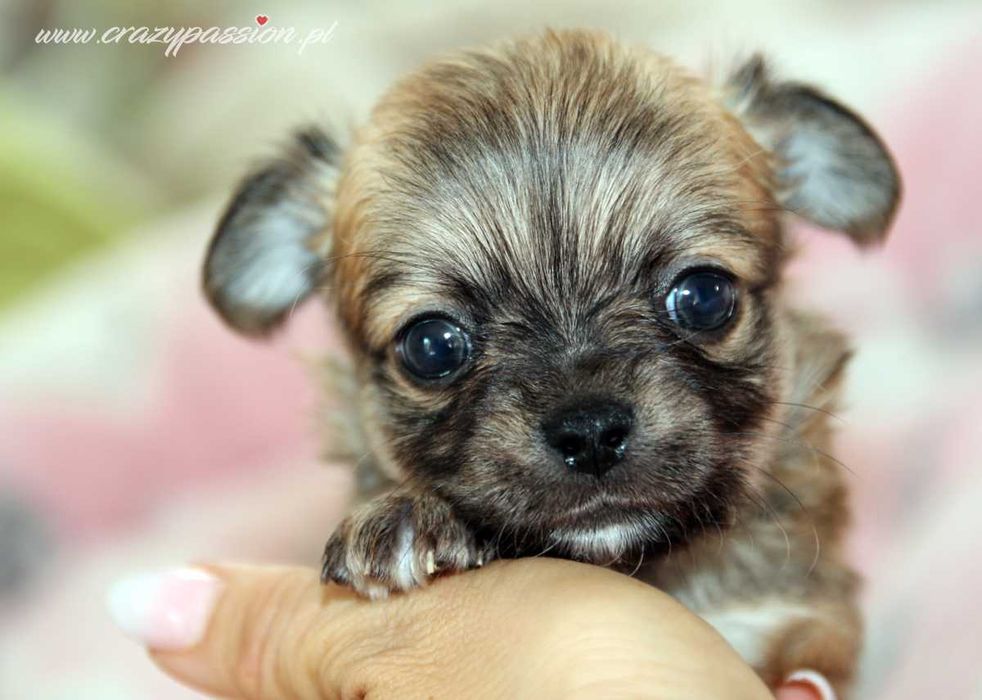 MOSCHINO Crazy Passion FCI - maleńki długowłosy chihuahua