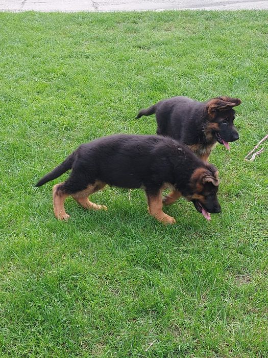 Owczarki Niemieckie Krótkowłose