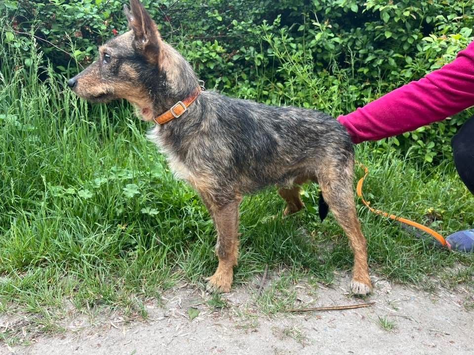 Kochany Tymek czeka na adopcje