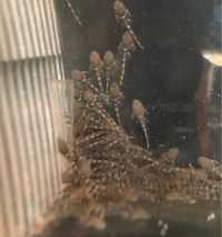 Ancistrus bebes 1 cm