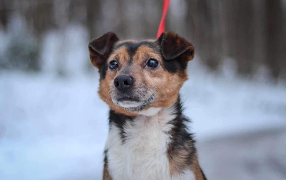 Misiek 11 letni szuka domku