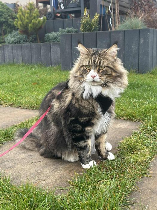 Piękna kotka Furia Maine Coon