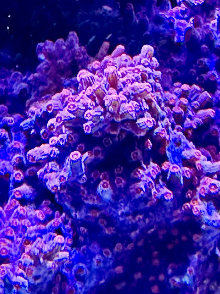 Cyphastrea Strawberry koralowiec